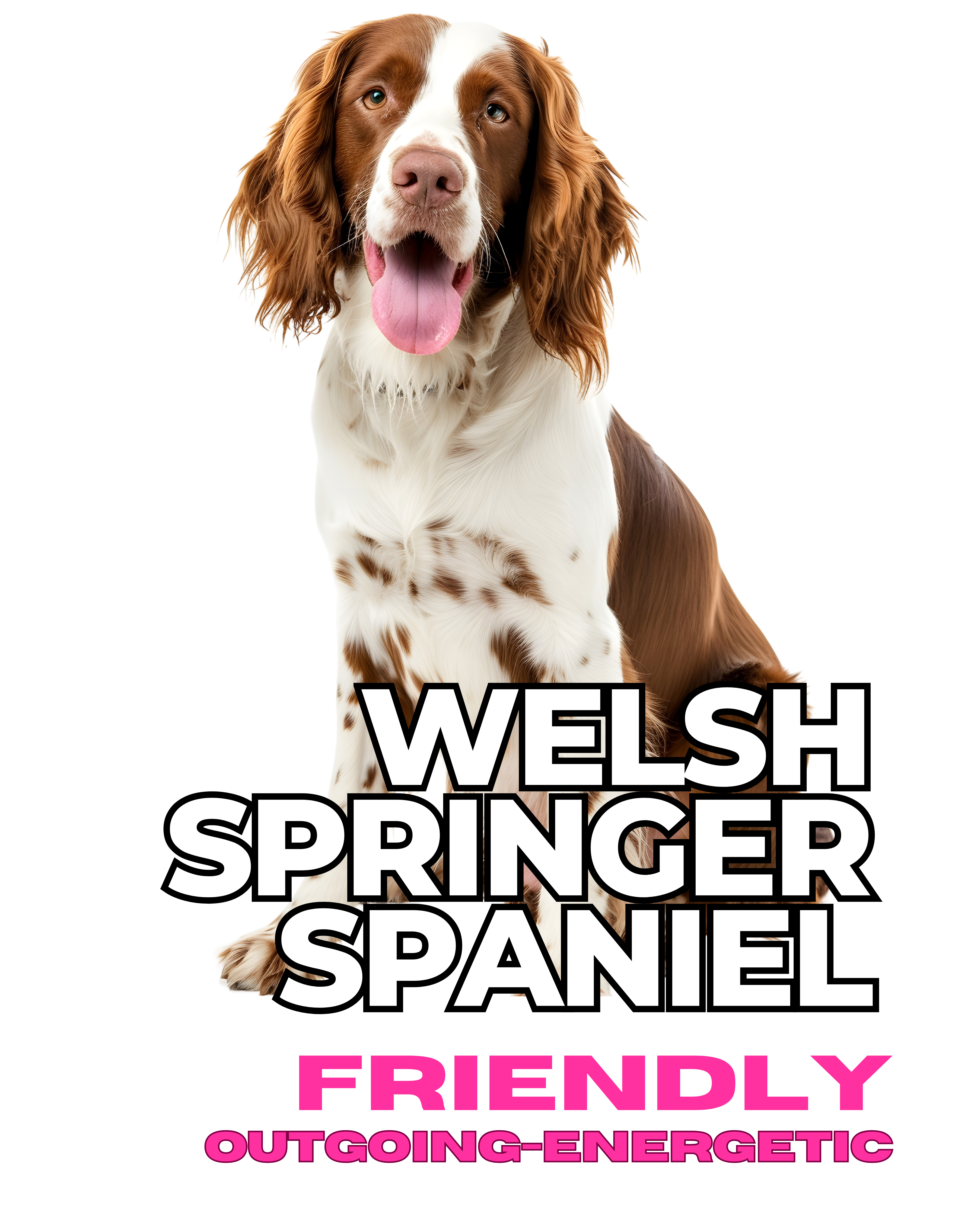 Welsh Springer Spaniel Women's short sleeve t-shirt